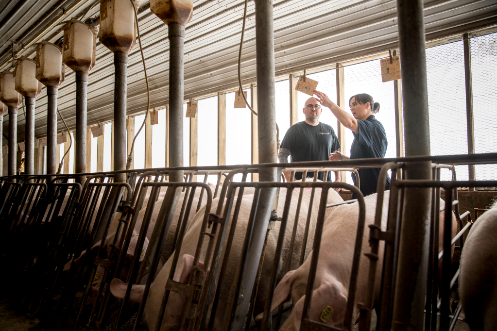 Barn employees checking data on sows in farrowing stalls.