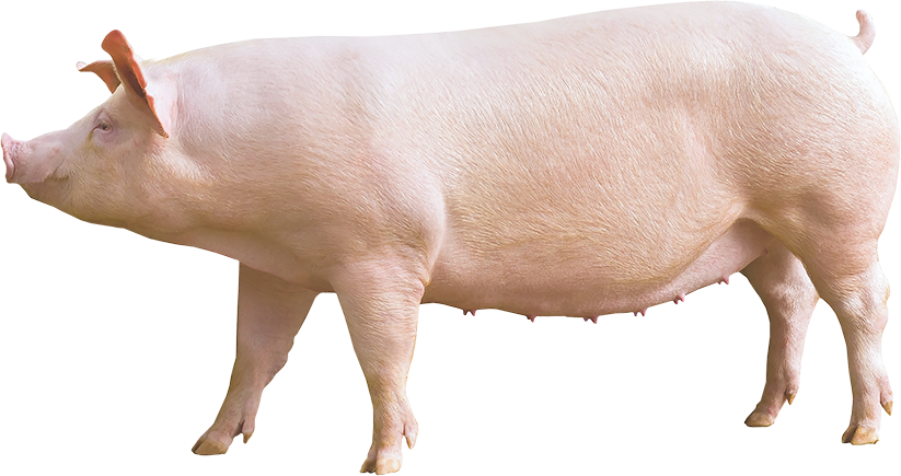 The PIC Camborough® standing in profile against a white background