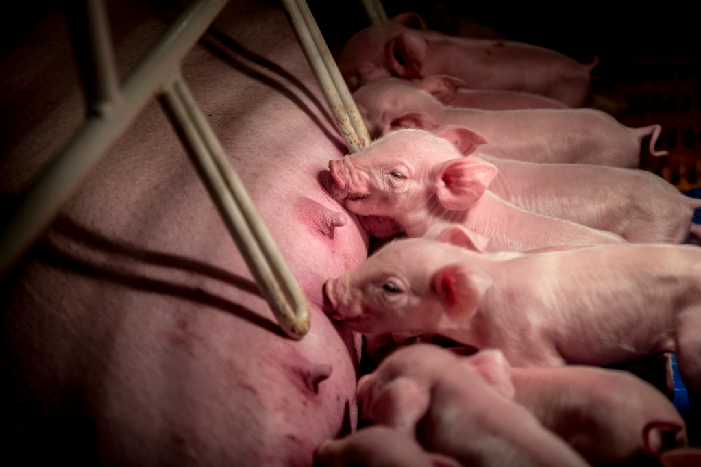 Pigs nursing Camborough® dam in a farrowing stall.