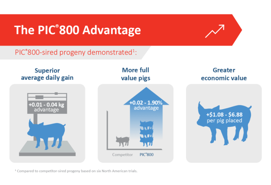 PIC 800 sire