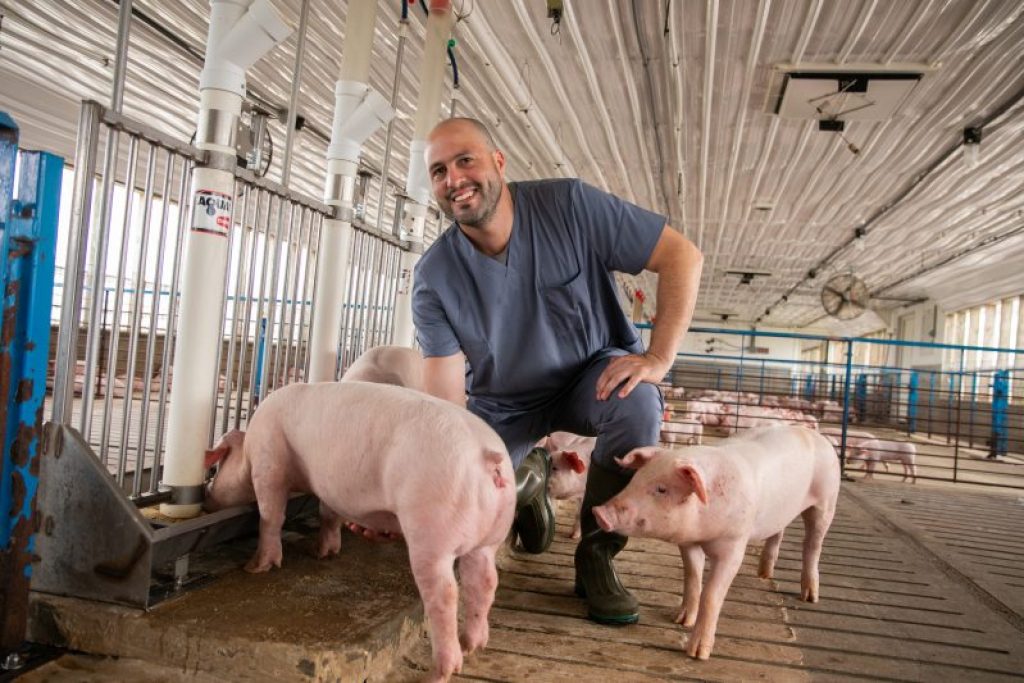 Farm employee in a barn with young pigs