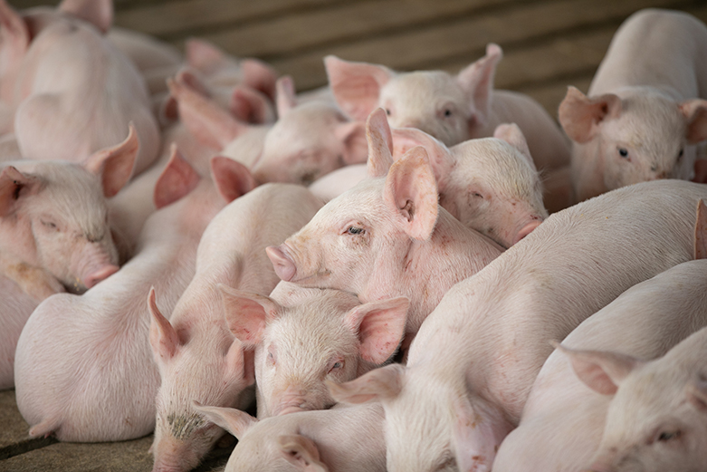 Quality weaned pigs lead to thriftiness, robustness and overall production.