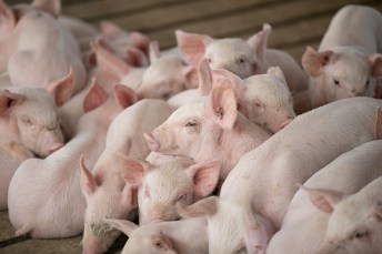 Young pigs lounging together.