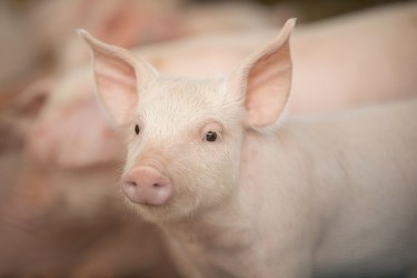 Pig Improvement Company weaned production pig