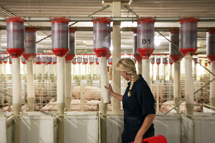 Barn employee checking a feeder.