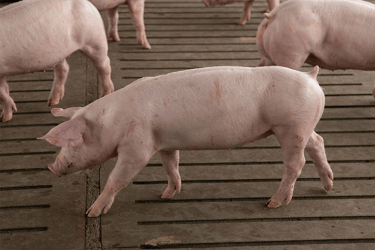 market hog in pig finishing barn