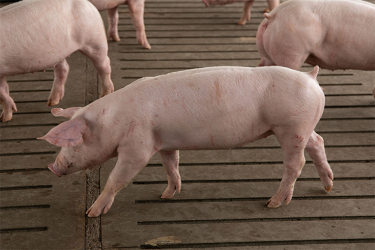 Developing Gilts Versus Market Pigs Health and Nutrition Essentials
