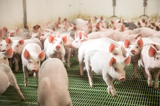 Pig Improvement Company quality weaned pigs improves production
