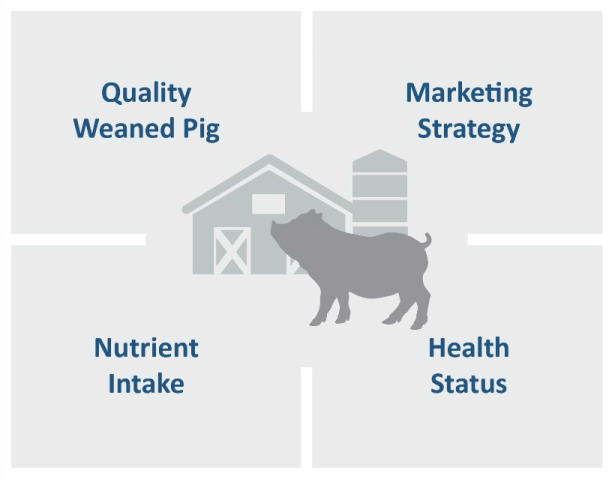 Wean-to-finish success is made of four equally important drivers: Quality weaned pigs, nutrient intake, health status and marketing strategy.