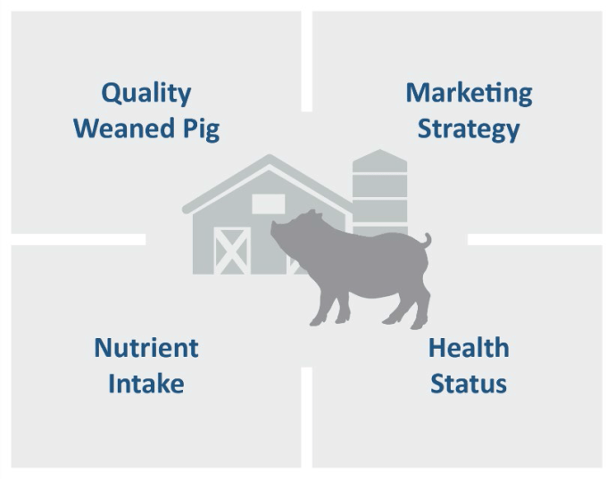 Health status is one of four cornerstones that drive wean-to-finish success. The other cornerstones are quality weaned pig, marketing strategy and nutrient intake.