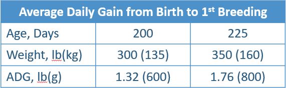 A chart displays growth goals for average daily gain from birth to first breeding. At 200 days, the PIC Camborough  should weigh 300 lb, or 135 kilograms, with an average daily gain of 1.32 lb, or 600 grams. At 225 days, PIC Camborough gilts should weigh 350 lb, or 160 kilograms with an ADG of 1.76 lb, or 800 grams. 