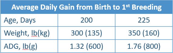 A chart displays growth goals for average daily gain from birth to first breeding. At 200 days, the PIC Camborough should weigh 300 lb, or 135 kilograms, with an average daily gain of 1.32 lb, or 600 grams. At 225 days, PIC Camborough gilts should weigh 350 lb, or 160 kilograms with an ADG of 1.76 lb, or 800 grams.