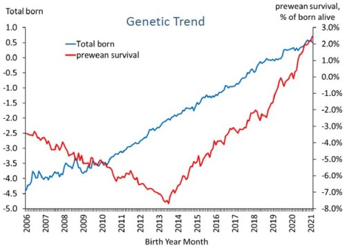 Trend: Genetic improvement for total pigs born and prewean survival shows positive increase in both genetic traits.