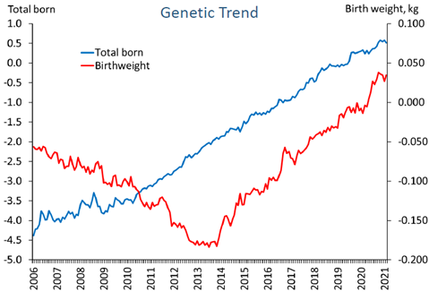 Trend: Genetic improvement for total pigs born and piglet birth weight shows positive increase in both genetic traits.