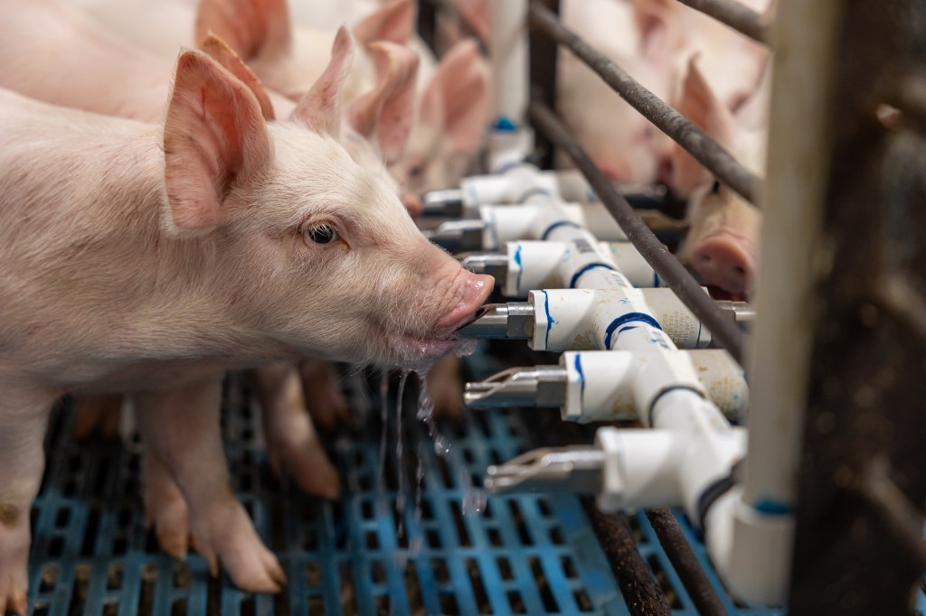 Manage Pig Water for Max Performance PIC