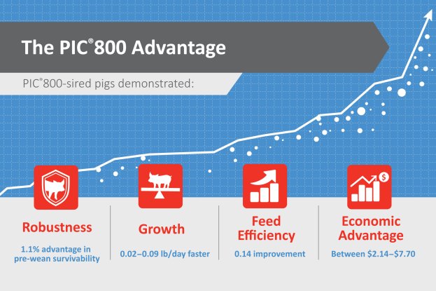 PIC®800-sired pigs demonstrate advantages in robustness, growth, feed efficiency and economic advantage.