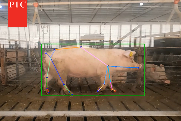 Swine genetics research - PIC