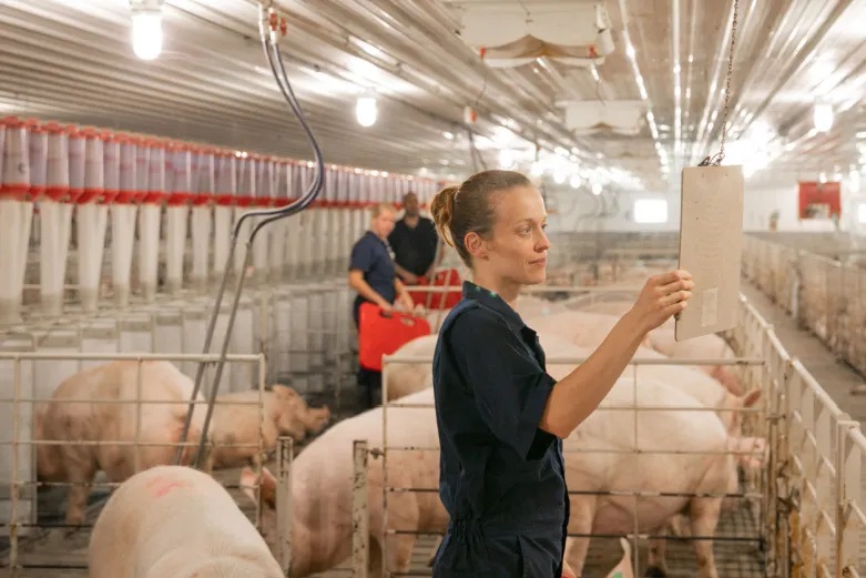 PIC representative in a barn, reviewing records among pigs in pens.
