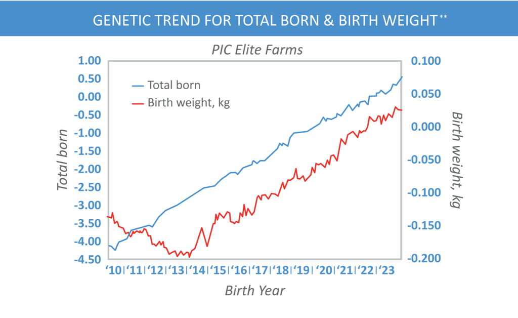 This graph shows how larger litter sizes used to mean lighter, less-viable piglets, but the curve has bent and birth weight has increased along with total born.