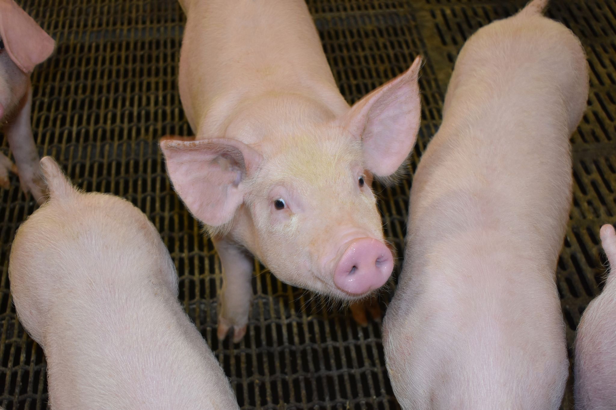 Buscando una solución al PRRS a través de la genética - PIC Spain