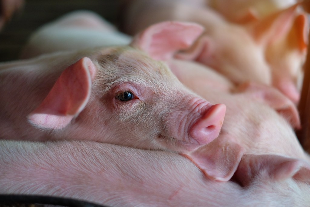 Small piglet in the farm. Group of Pig indoor on a farm yard in Thailand. swine in the stall. Close up eyes and blur. Small piglet in the farm. Group of Pig indoor on a farm yard in Thailand. swine in the stall. Close up eyes and blur.