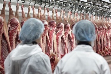 Processing plant staff evaluating pork carcasses on an overhead rail.