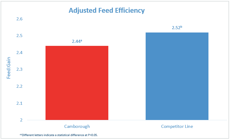 Camborough barrows demonstrated a 0.08 improvement in feed efficiency over competitor female progeny, a difference that was also statistically significant.