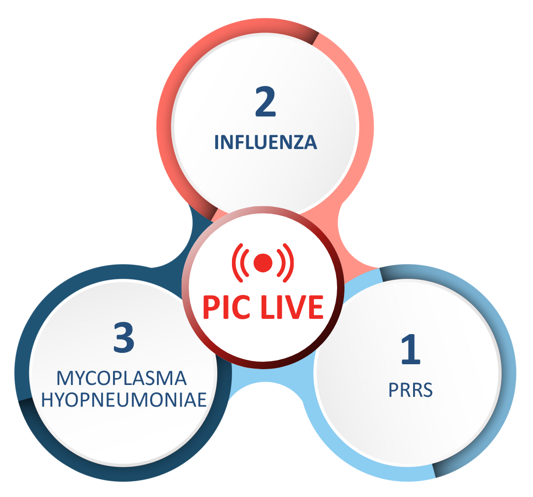 🔴 SERIE PIC LIVE - PIC LATAM