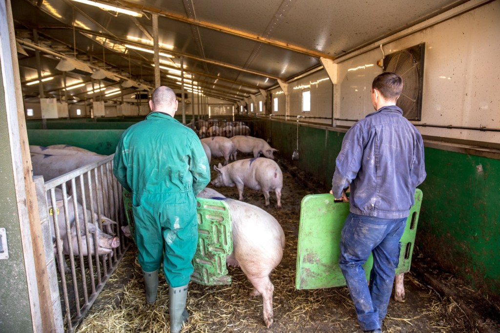 Making Pig Farming Less Labor-Intensive - PIC UK