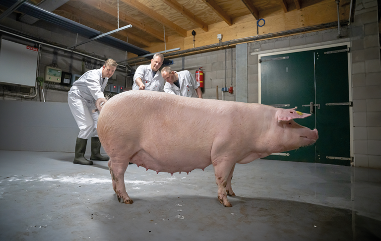 Making Pig Farming Less Labor-Intensive - PIC UK