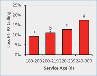 Bar chart showing culling losses from parity 1 to parity 2 across four service-age ranges. Culling increases steadily with older service ages, with the youngest age group showing the lowest losses and the oldest age group showing the highest.