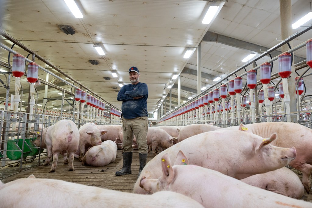 Producer standing in a pen, monitoring resting sows.
