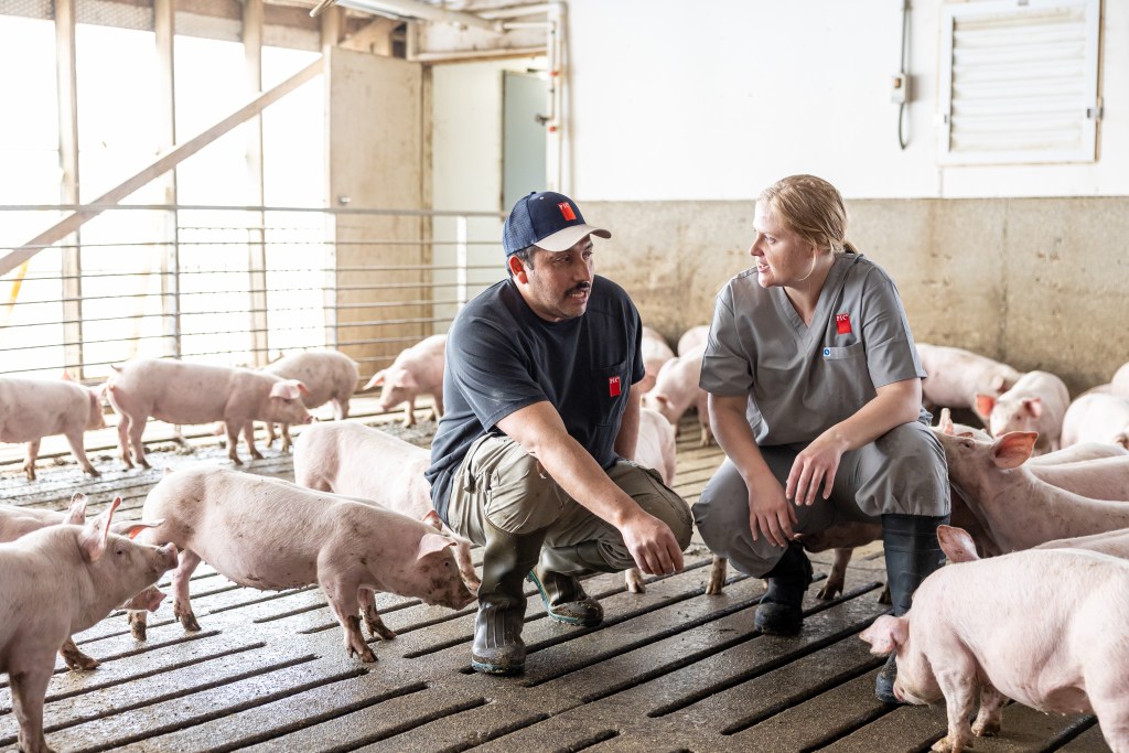 PIC representative and a producer in a barn, discussing pigs.