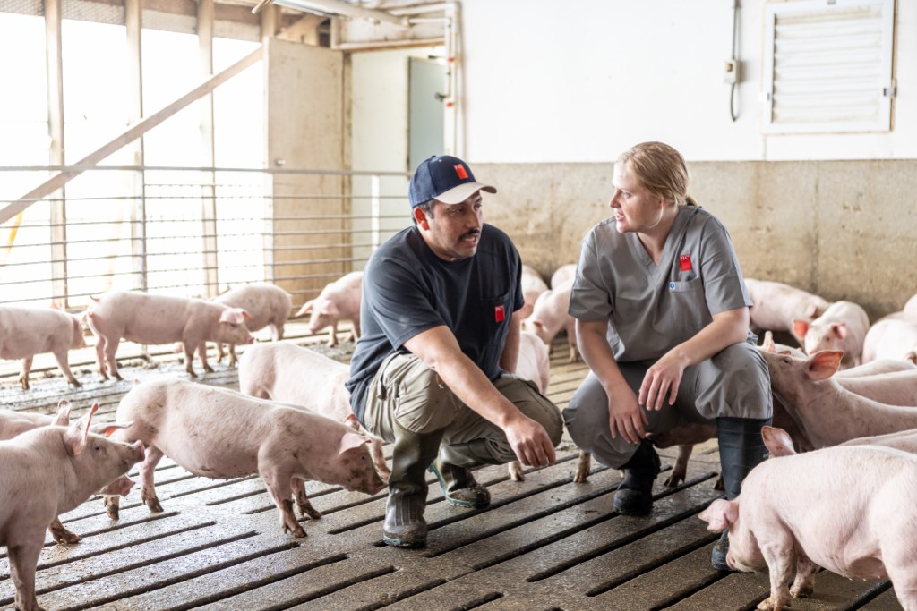 PIC representative and a producer in a barn, observing pigs together.
