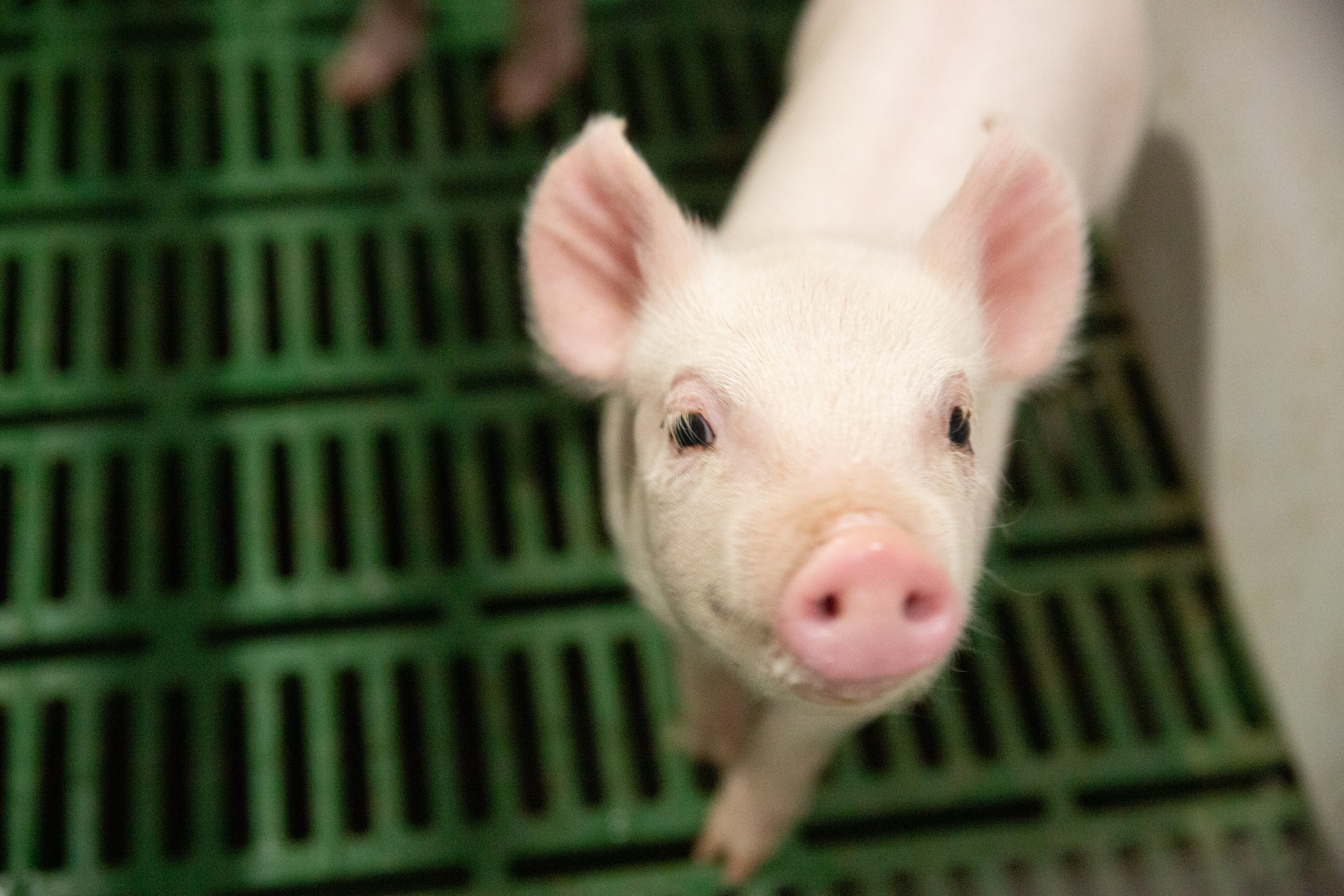 Canadian regulators determine PIC’s PRRS-resistant pigs are safe for consumption and approved for manufacturing and importing