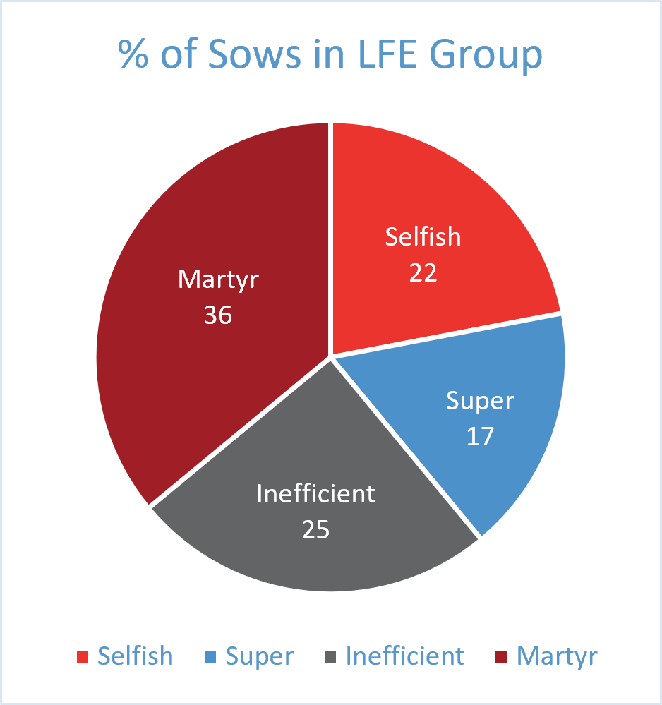 Pie chart showing the distribution of sows across lactation feed efficiency groups: 36% Martyr, 25% Inefficient, 22% Selfish and 17% Super. Martyr was the largest category, while Super represented the smallest share.